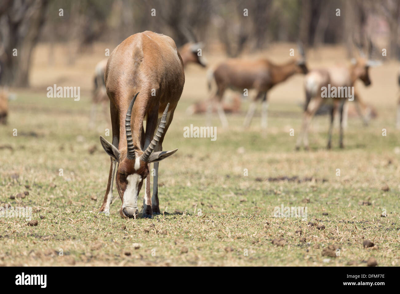 A Blesbok, a large herbivore endemic to South Africa in a South Africa National Park Stock Photo