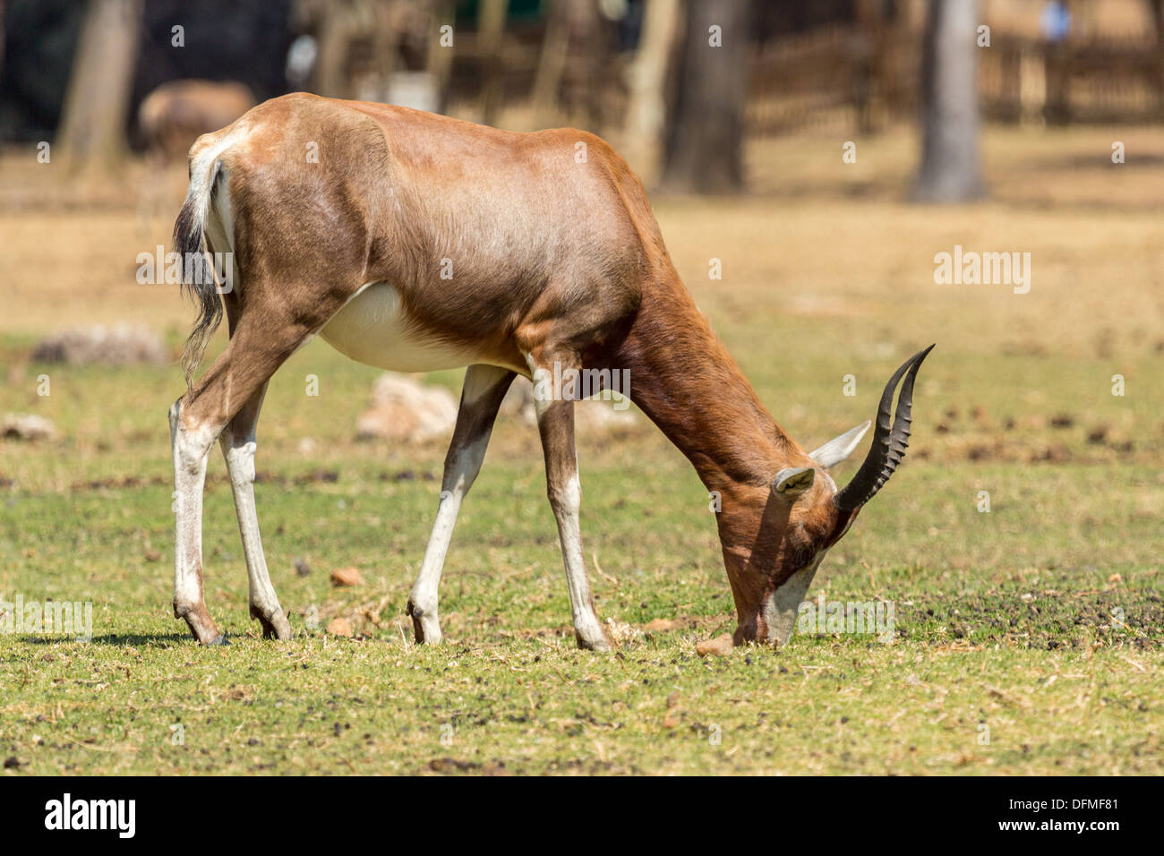 A Blesbok, a large herbivore endemic to South Africa in a South Africa National Park Stock Photo