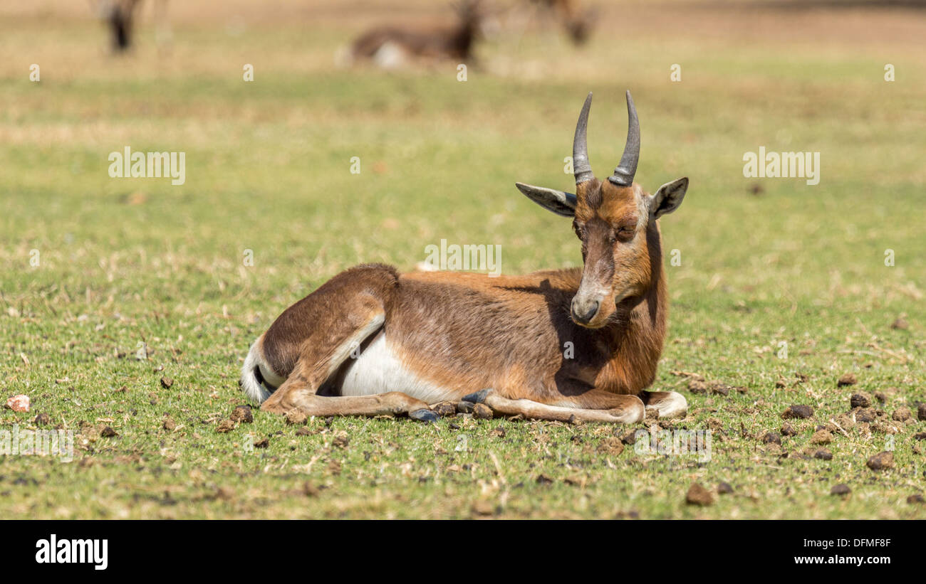 A Blesbok, a large herbivore endemic to South Africa in a South Africa National Park Stock Photo