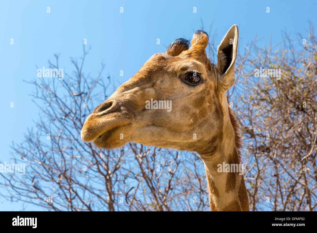 A closeup shot of the head of young giraffe Stock Photo