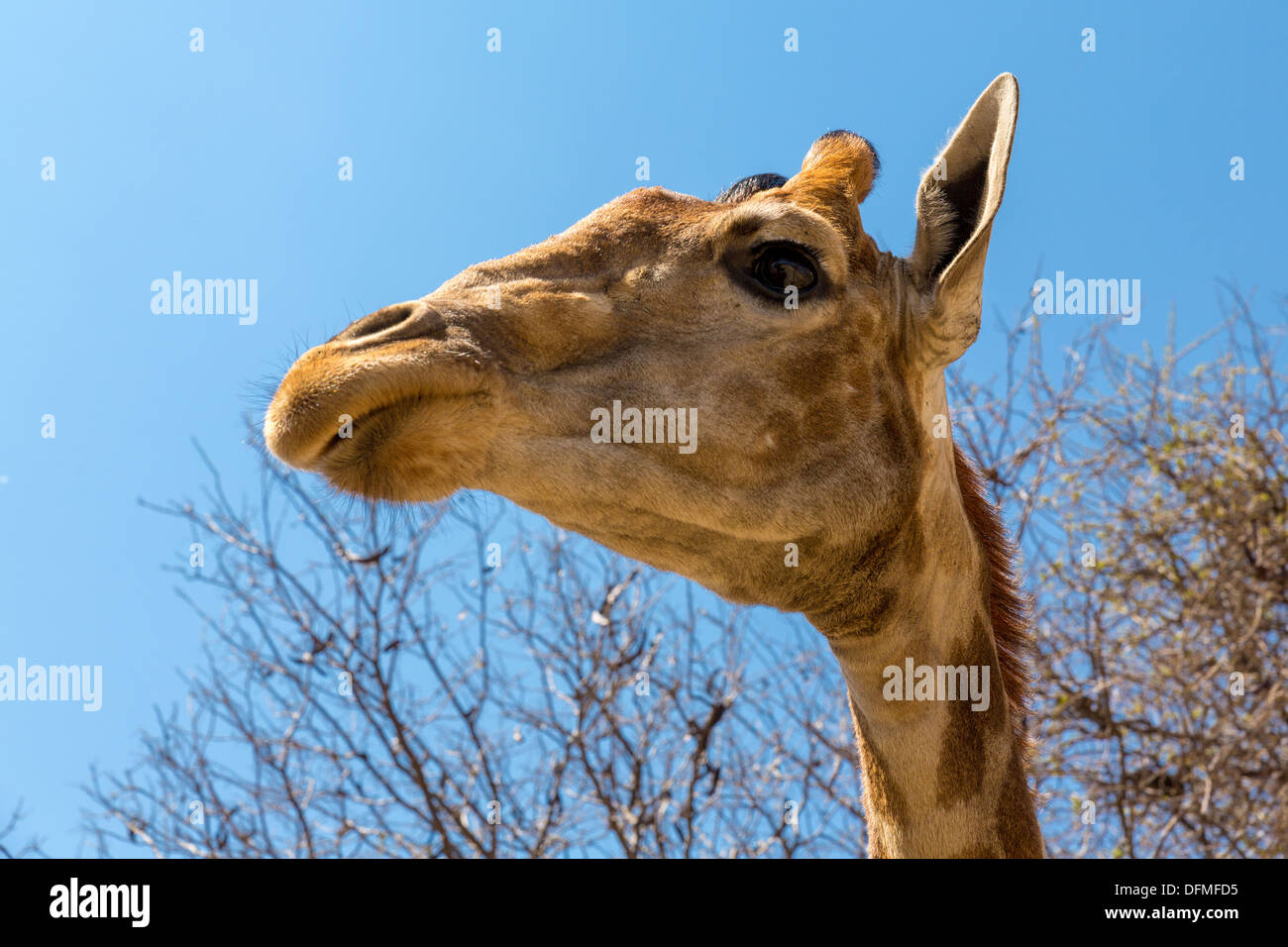 A closeup shot of the head of young giraffe Stock Photo