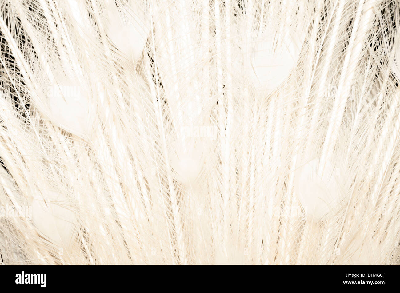 White Peacock Tail Feathers Stock Photo