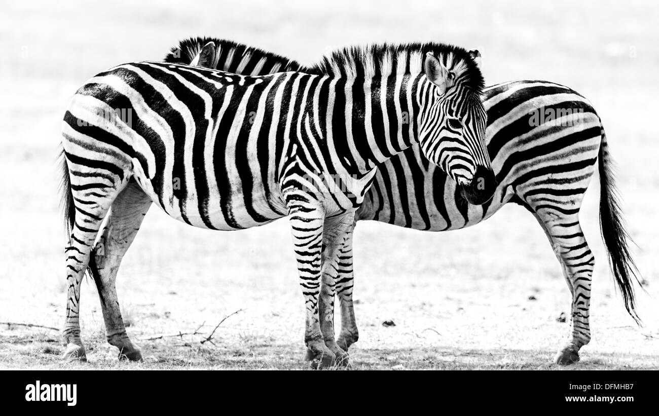 A black and white image two adult zebra standing next to each other Stock Photo
