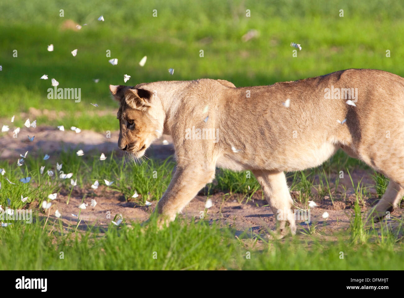 Butterfly lion hires stock photography and images Alamy