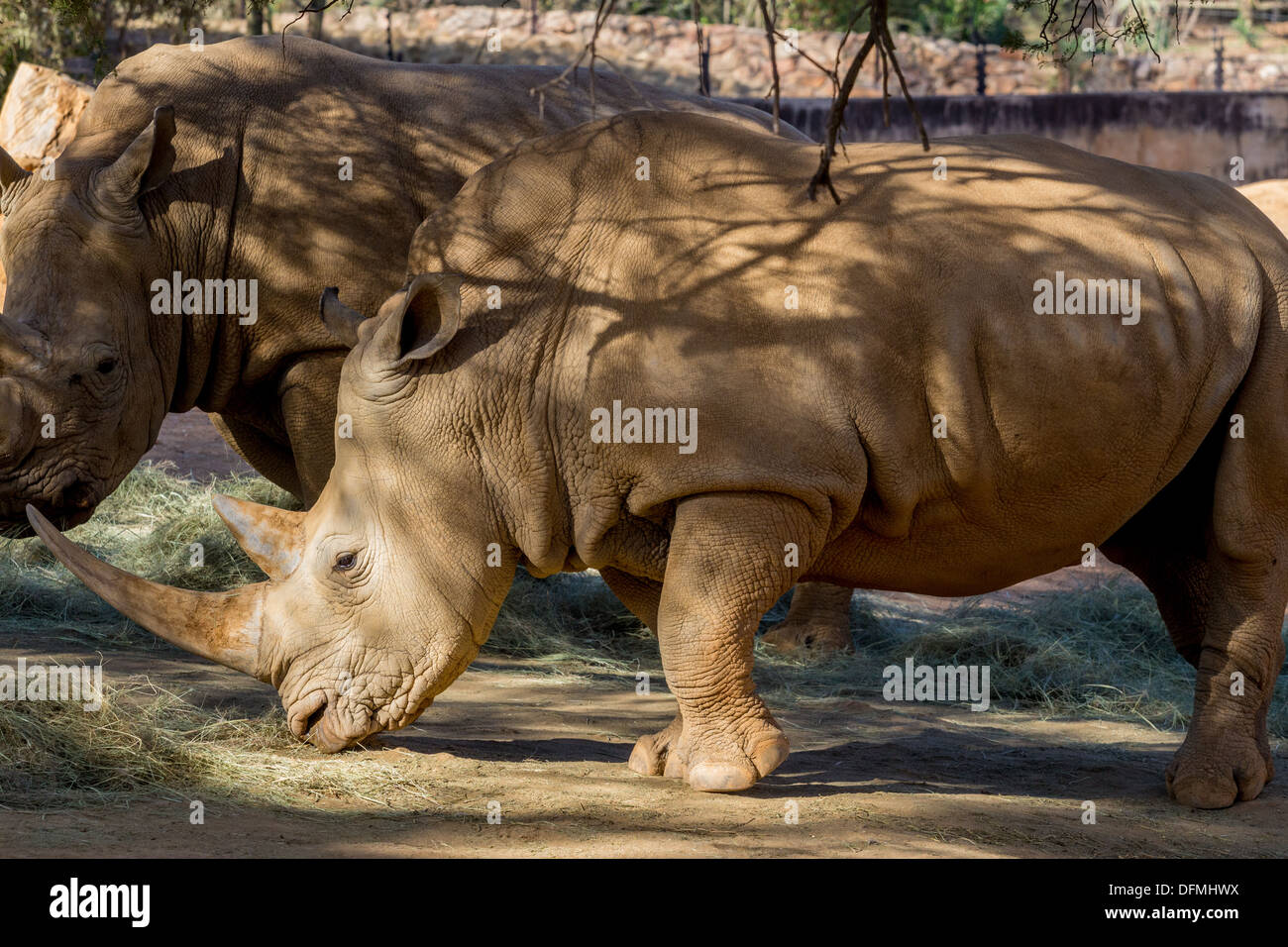 Two large adult rhinos with large horns eating dry hay Stock Photo