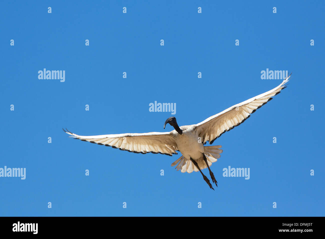 A Crane in flight frozen in mid air Stock Photo Alamy