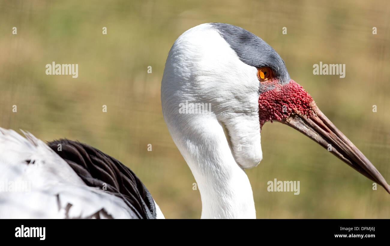 A white Wattled Crane of the Gruidae Family named for the red wattle below its bill Stock Photo