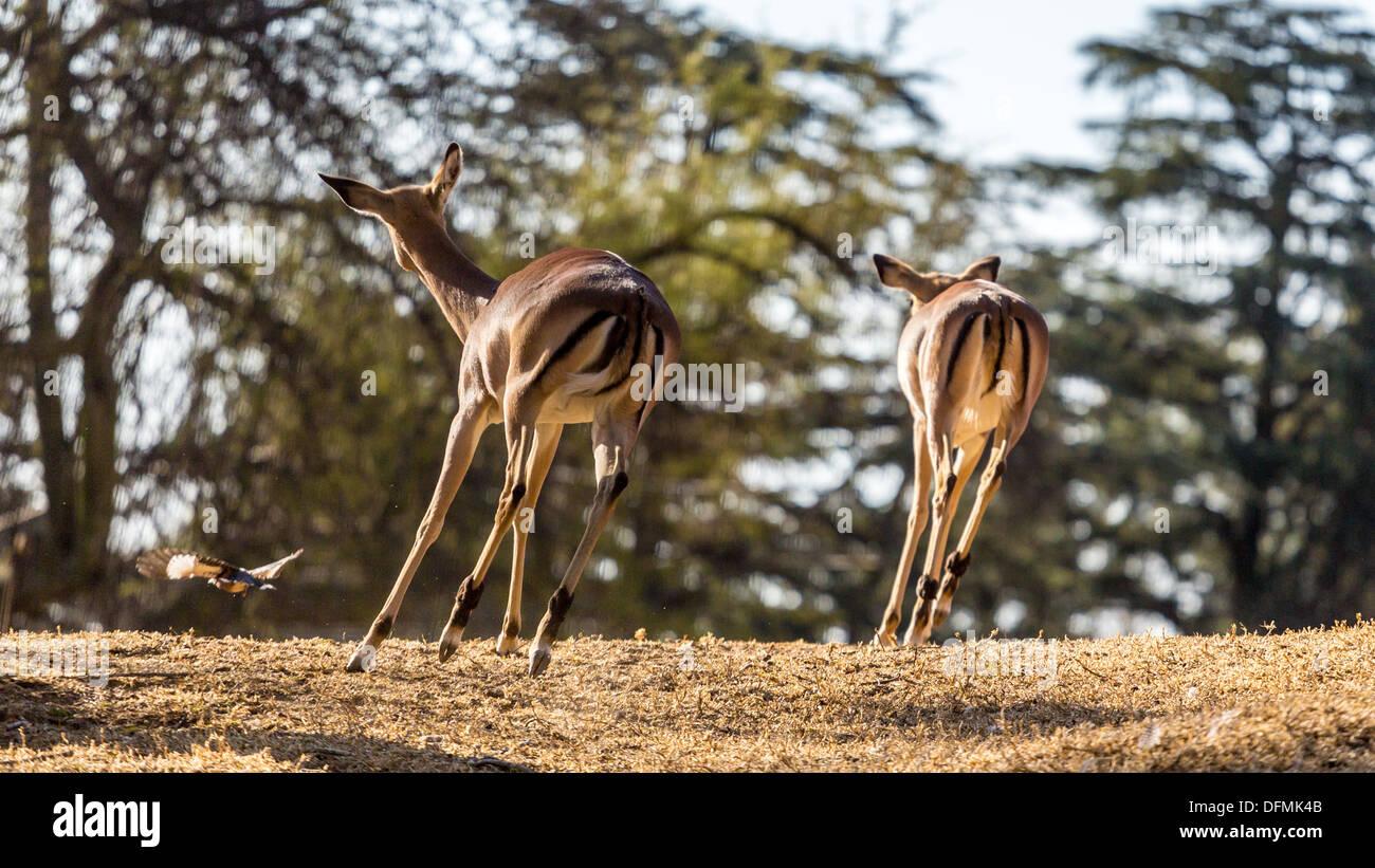 A shot of two Springboks as they are running away taken at Pilanesberg National Park in South Africa Stock Photo