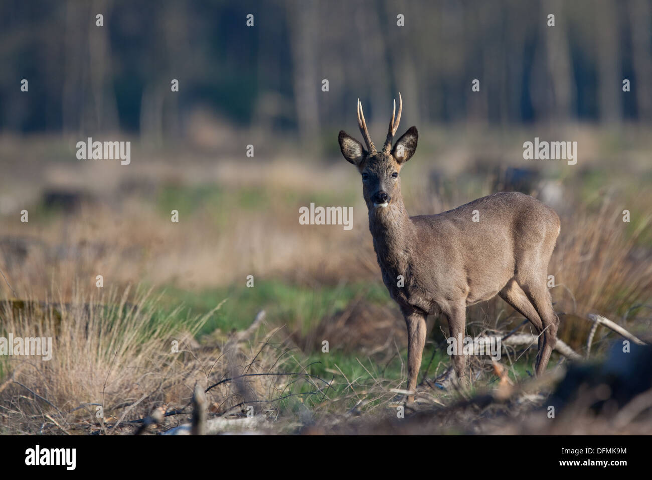 Roe Deer (Capreolus capreolus) in chopped forest, looking. National Park Salandse Heuvelrug, The Netherlands. Stock Photo
