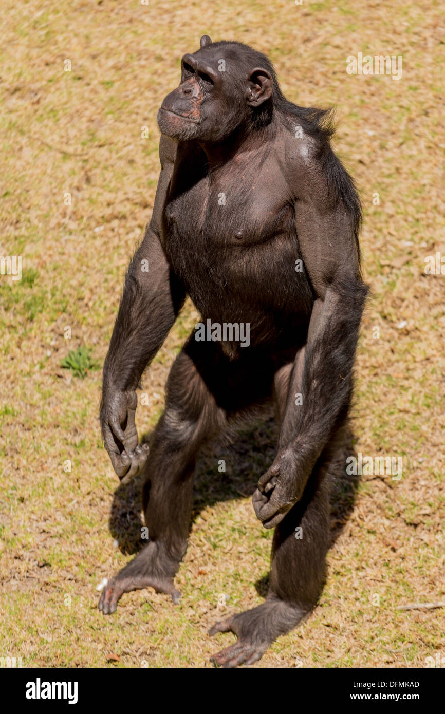 difference between human and chimpanzee hand difference between human and chimpanzee hand