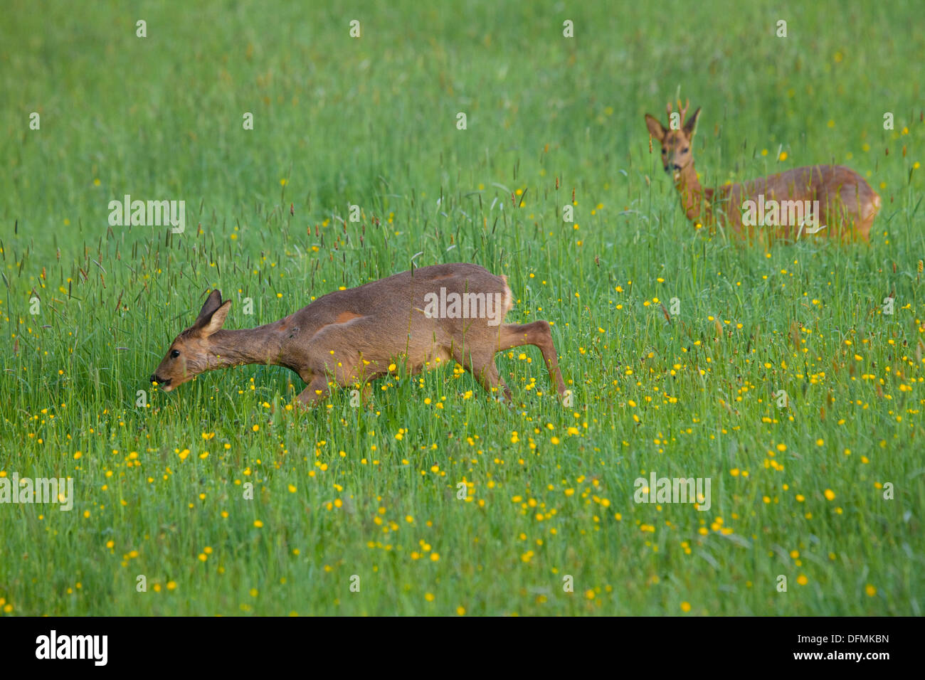 Roe Deer (Capreolus capreolus) molting in spring, losing it's winter coat. Feeding in a field with buttercup flowers. Spring. Stock Photo