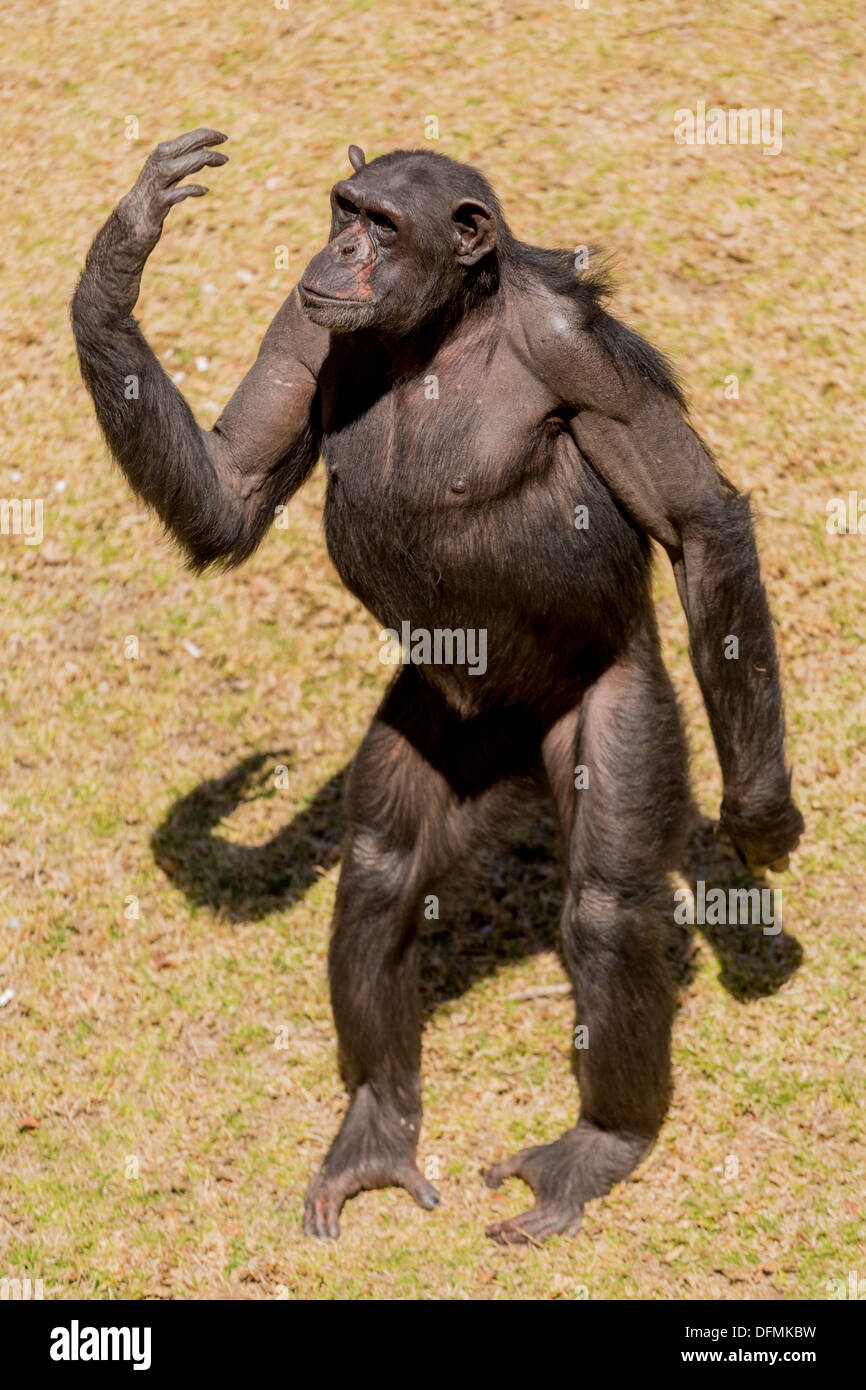 Male adult chimp communicating with facial expression and hand gestures Stock Photo