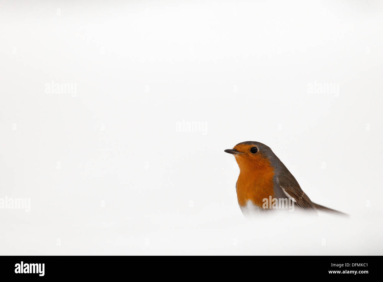 Robin in the snow (Erithacus rubecula). Stock Photo