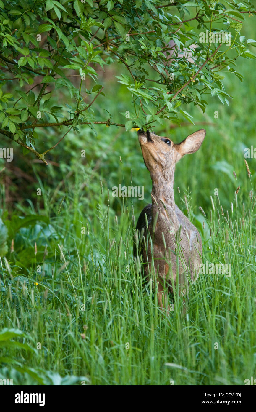 Roe Deer (Capreolus capreolus). The essence of a roe deer; a timid nibbler. During spring the roe deer loses it's winter coat. Stock Photo