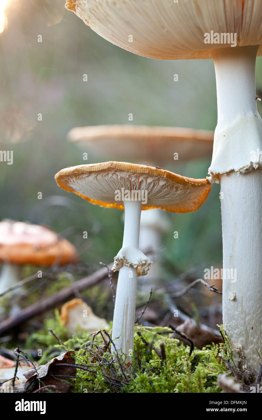 Fly agaric mushrooms at the National Park Sallandse Heuvelrug, Netherlands. Stock Photo
