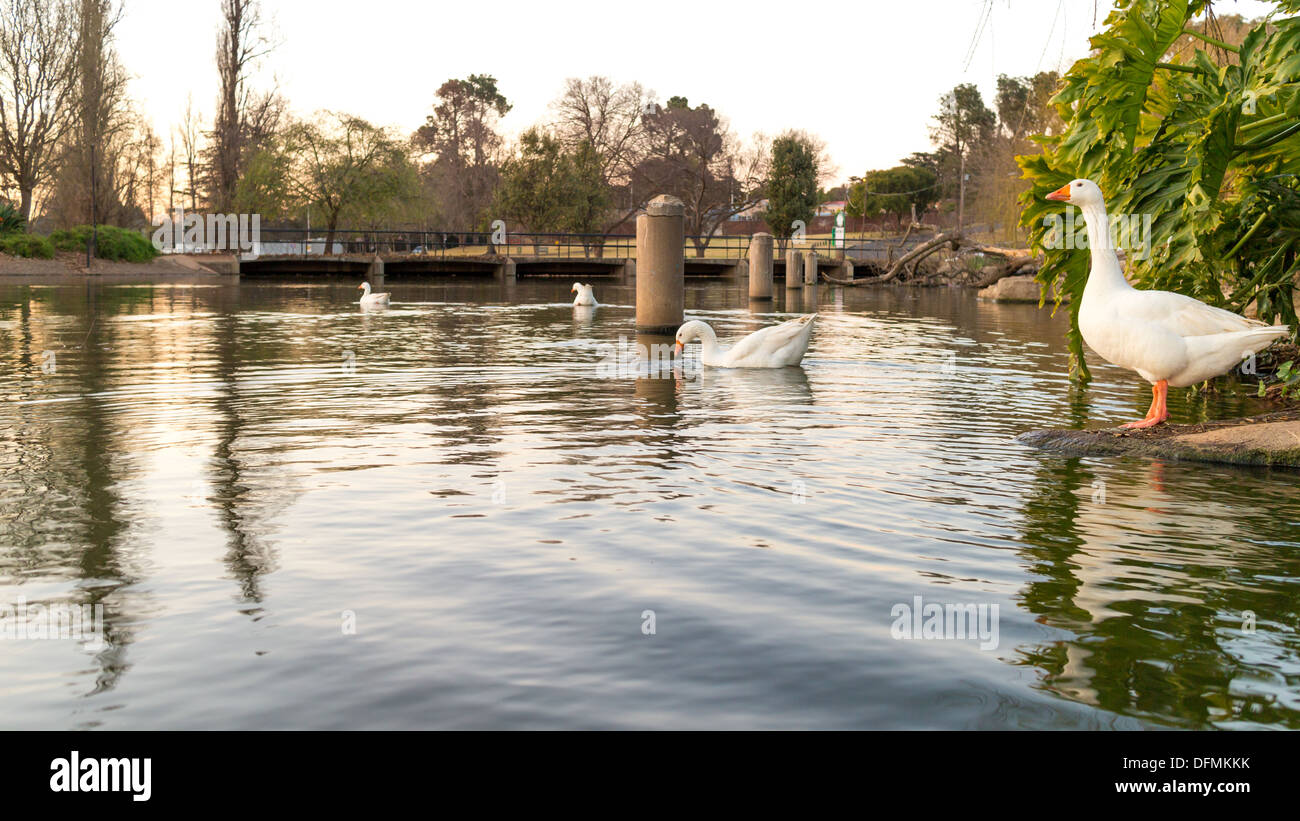 White ducks on swimming on zoo lake in Johannesburg, South Africa Stock Photo