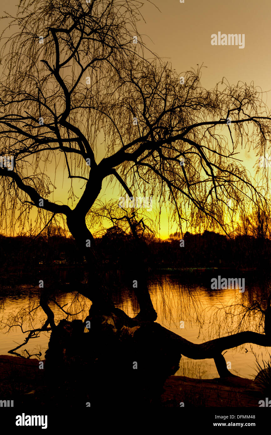 Silhouette of a tree on zoo lake during a beautiful sunset Stock Photo ...
