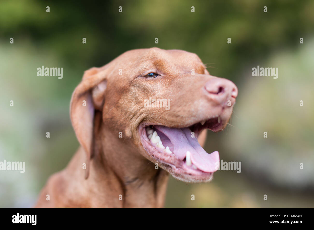 A closeup shot of a happy looking Vizsla dog (Hungarian pointer). Shallow depth of field. Stock Photo