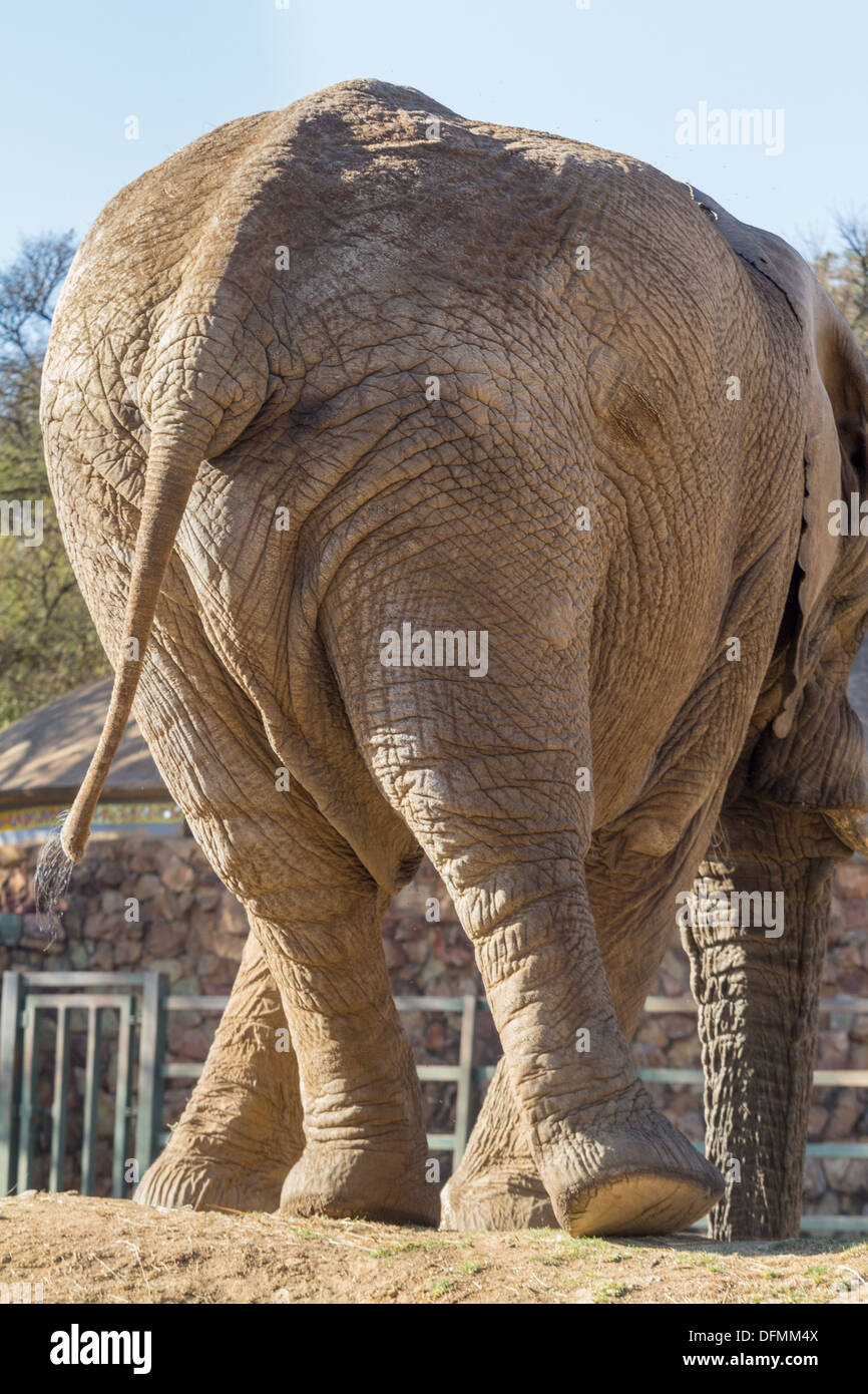 The view of the back of a big male elephant with its hind legs doing the twist Stock Photo