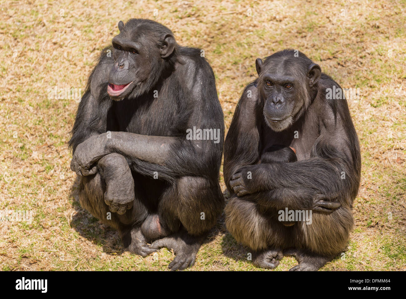 Male adult chimps sitting next to a female chim carrying its baby Stock Photo