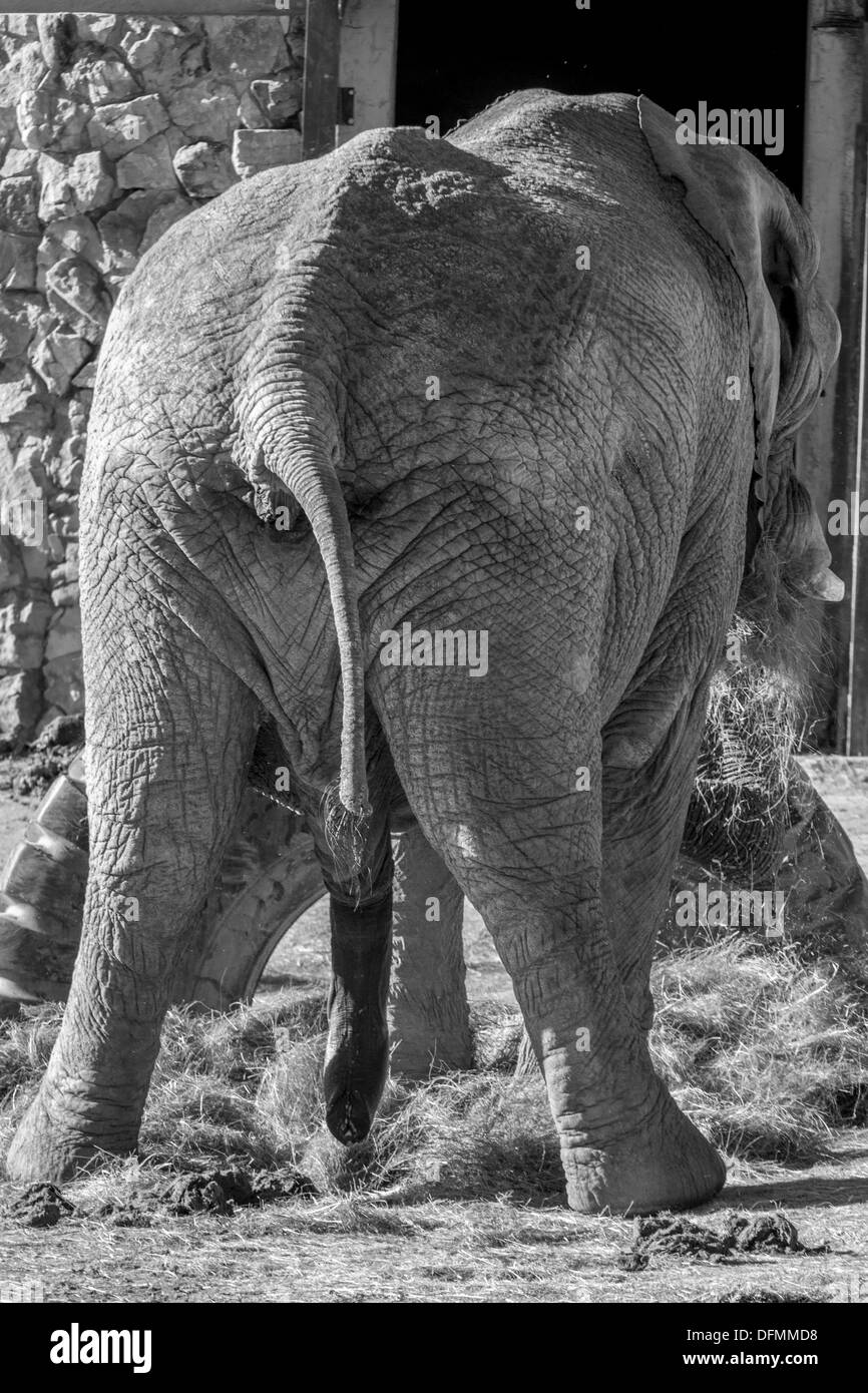 The view of the back of a big male elephant Stock Photo