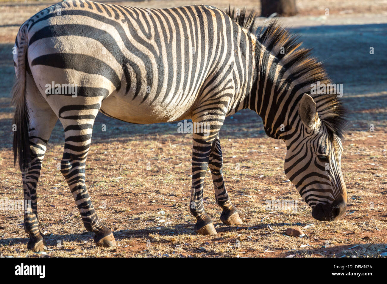 An adult zebra grazing on the dry grassland Stock Photo