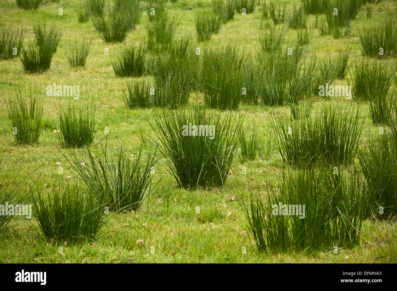 Hard Rush grass juncus inflexus in farm field Stock Photo