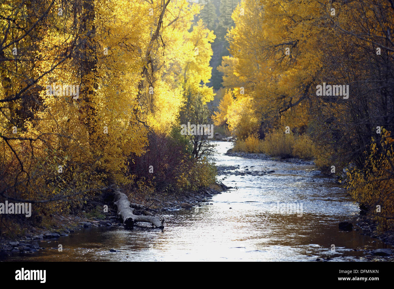 Leaves turning color in the fall. Warm Springs Creek near Sun Valley