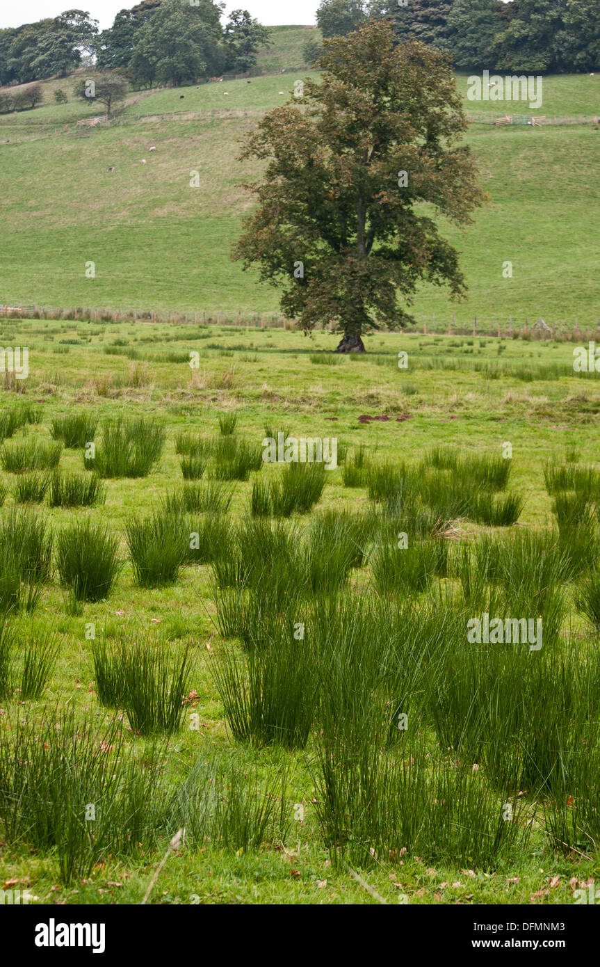 Hard Rush grass juncus inflexus in farm field Stock Photo