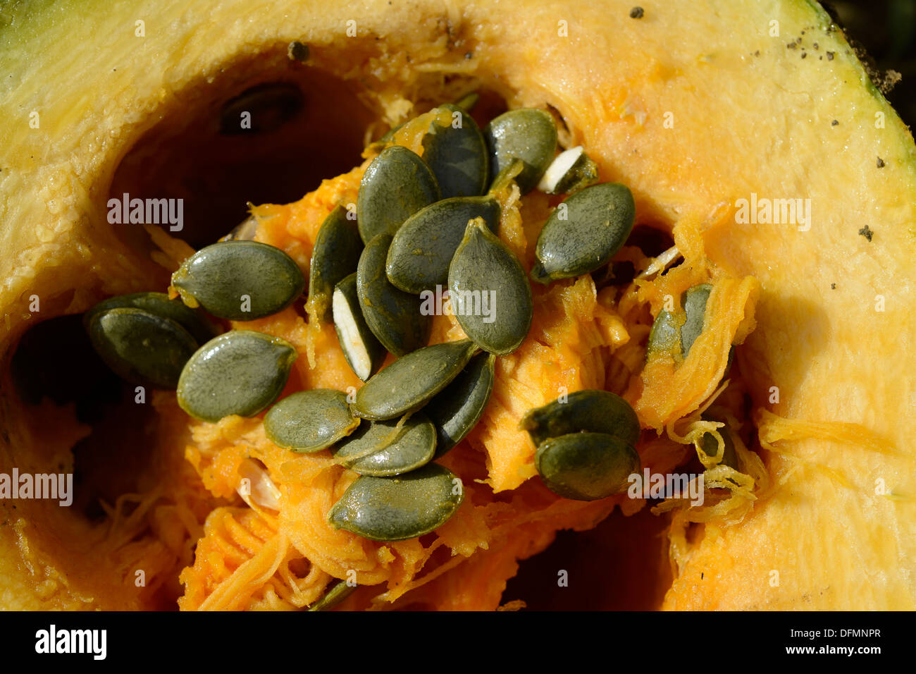 Austria Styria, cultivation of oil pumpkin, the seeds are used for