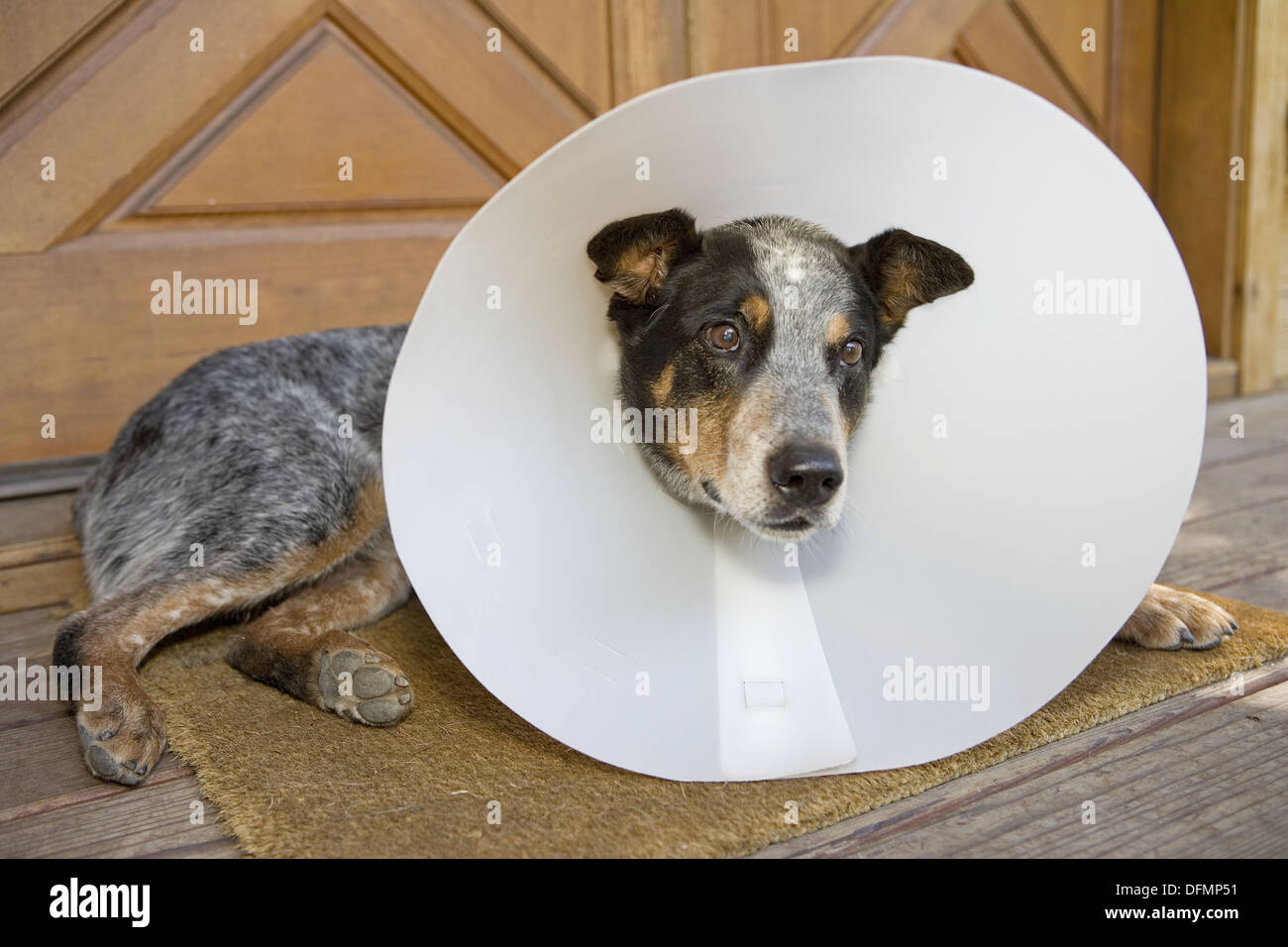 Blue heeler protective sales