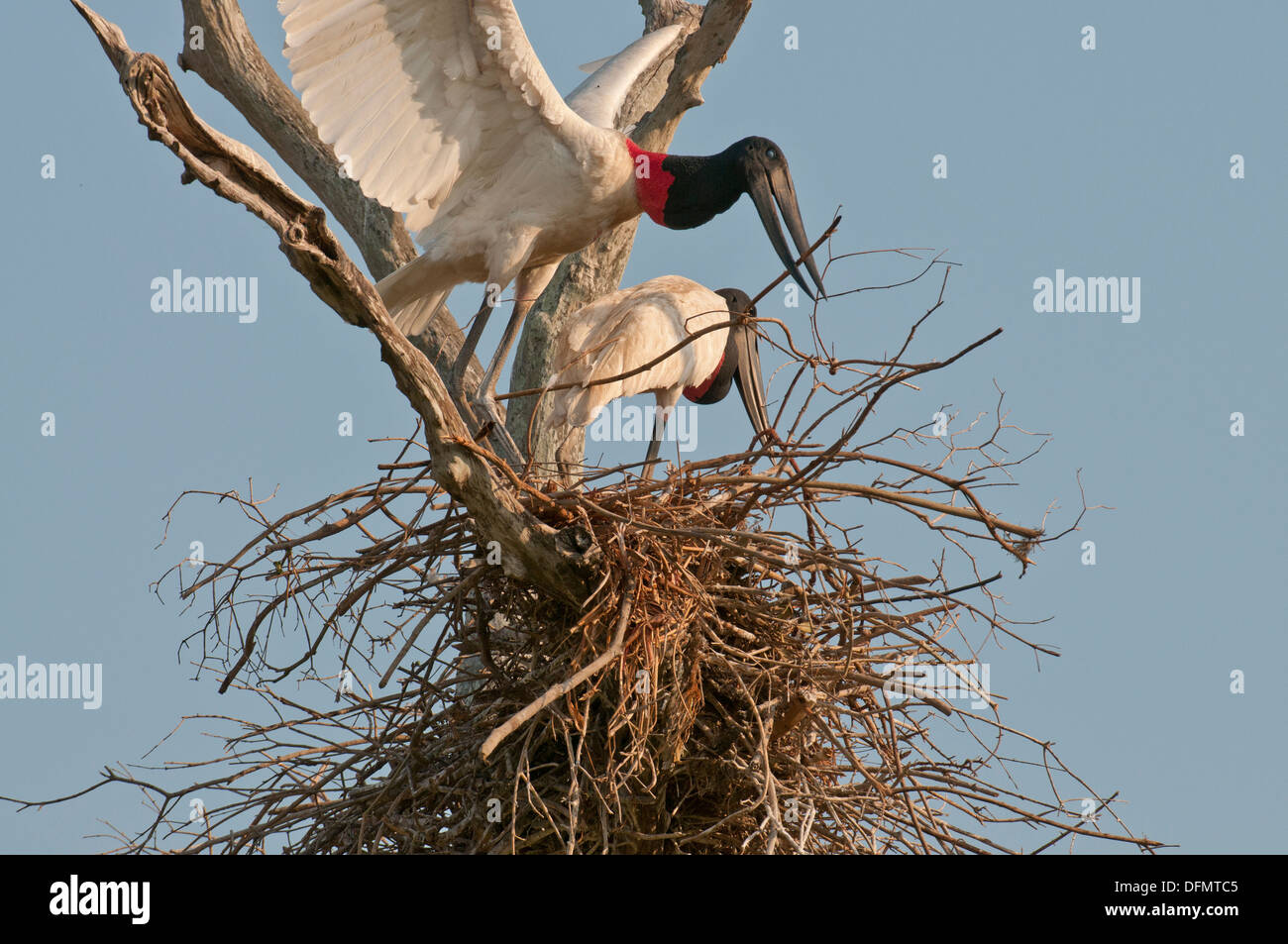 Stock photo of nesting jabiru storks, Pantanal, Brazil. Stock Photo