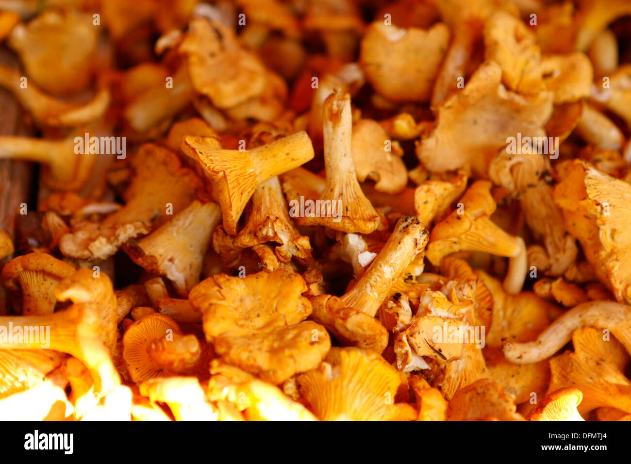Girolle golden cantharellus mushroom girolles chanterelles orange mushrooms hires stock