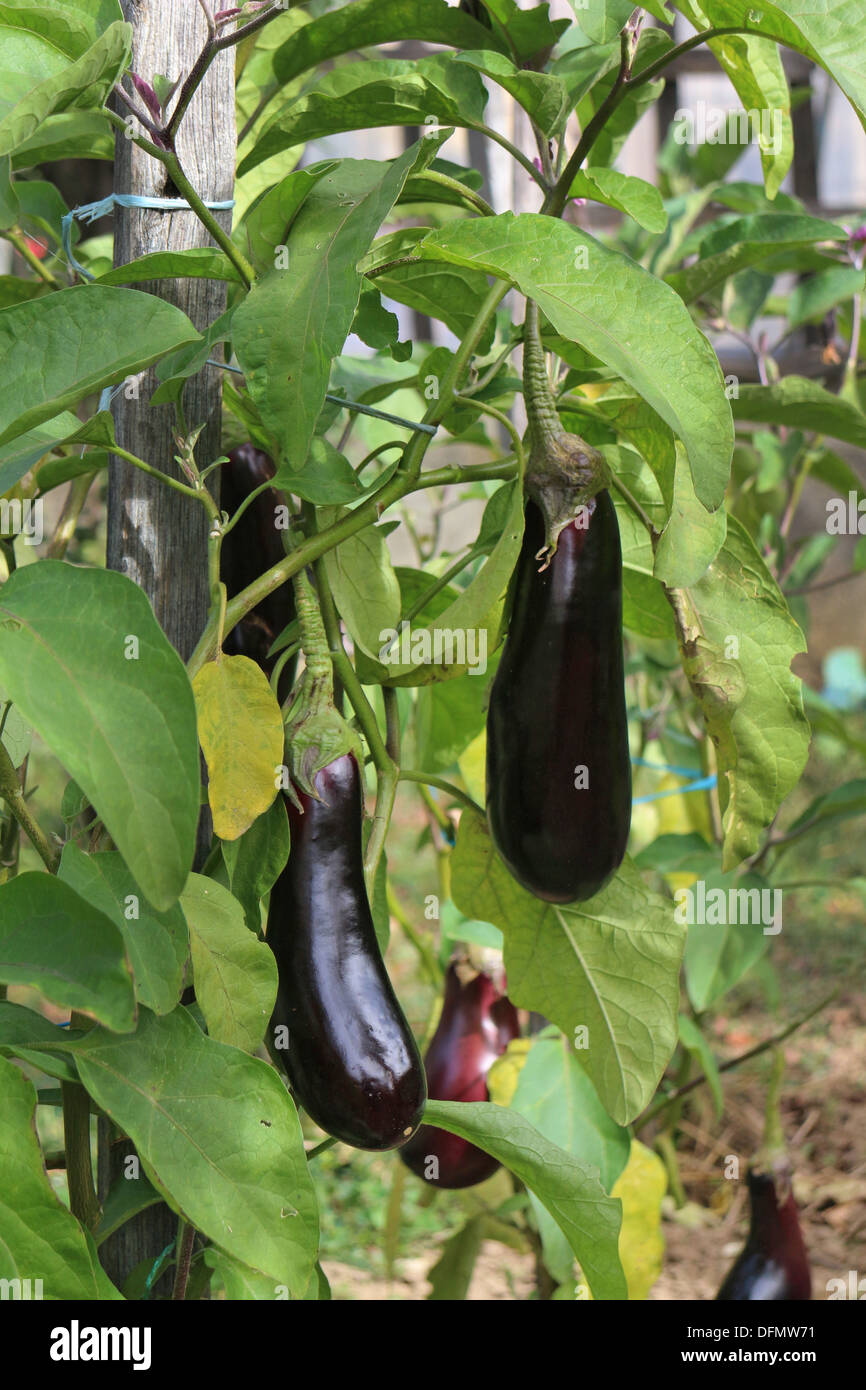 Aubergine Eggplant (Solanum melongena) on plant in garden, green leaves, orchard 132672_Aubergines Stock Photo