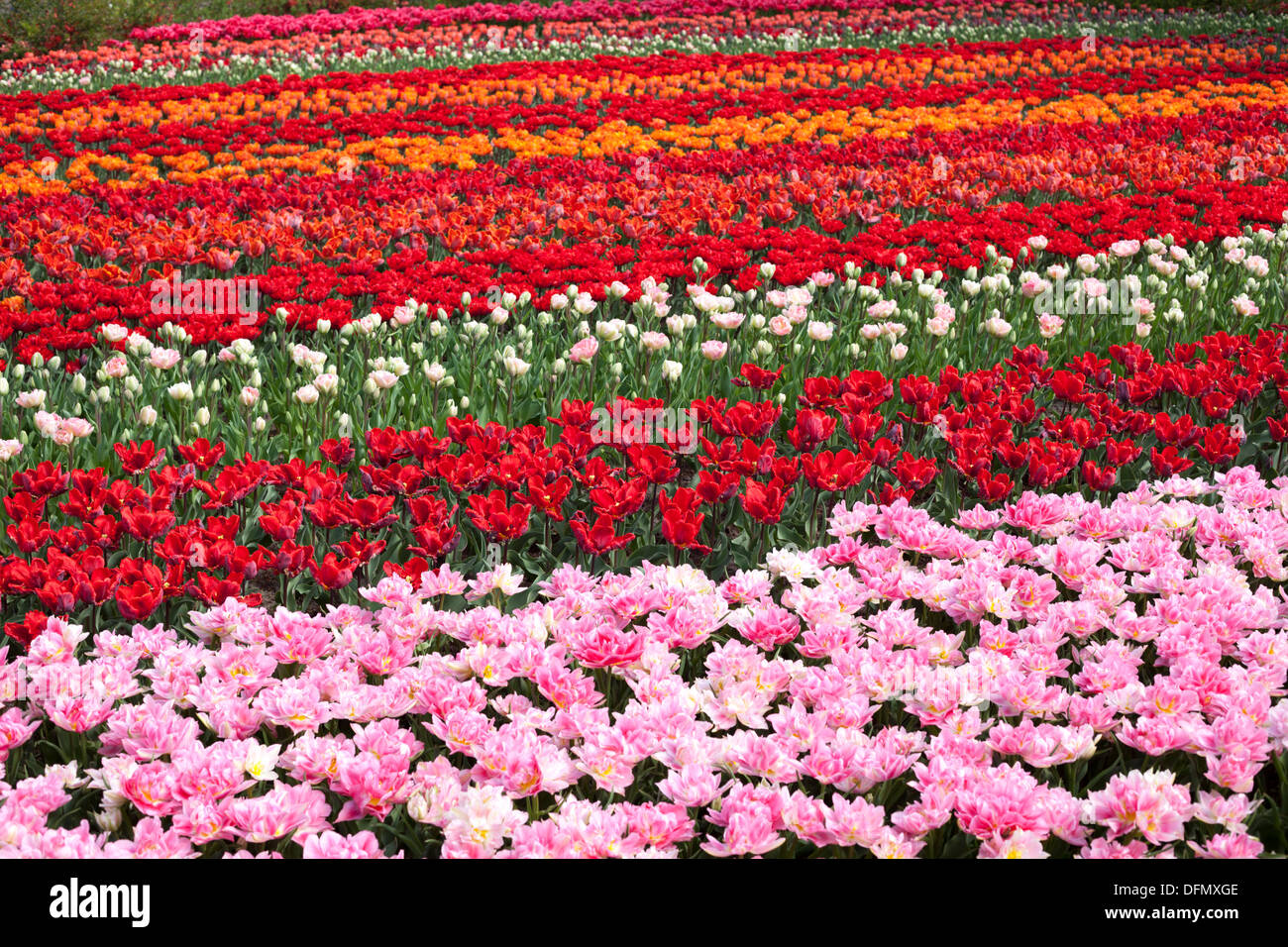 Rows of tulips at Keukenhof gardens in Lisse, Holland Stock Photo - Alamy