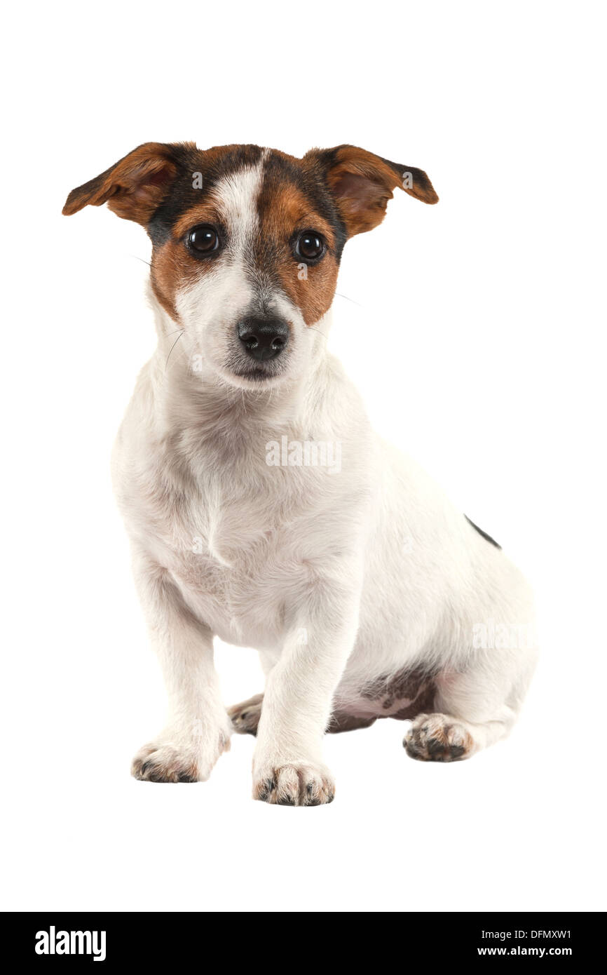 A young Jack Russell Terrier on a white background Stock Photo