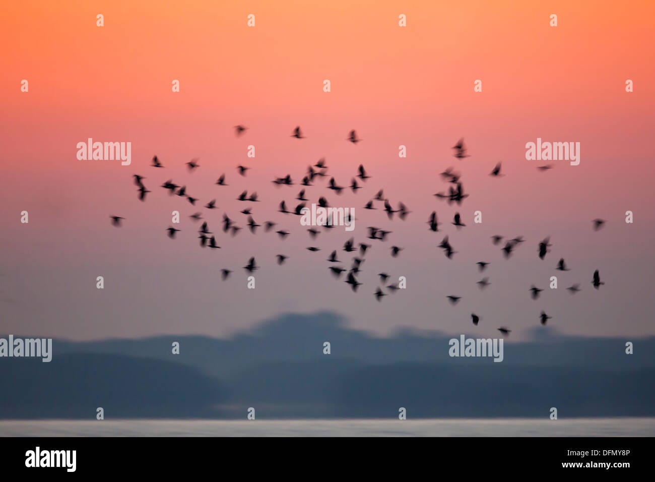 American Crow (Corvus brachyrhynchos) flock silhouette before sunrise - Alafia Banks, Florida. Stock Photo