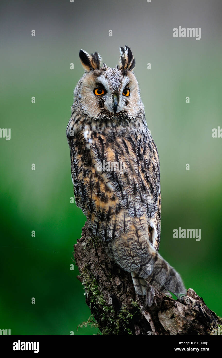An alert long-eared owl on a stump UK Stock Photo