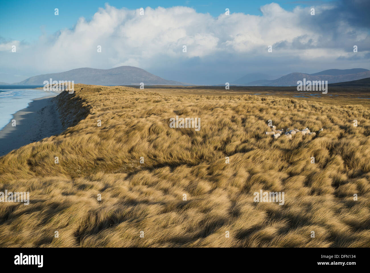 Sheep hide among dune grass at west coast beach, Berneray, Outer Hebrides, Scotland Stock Photo