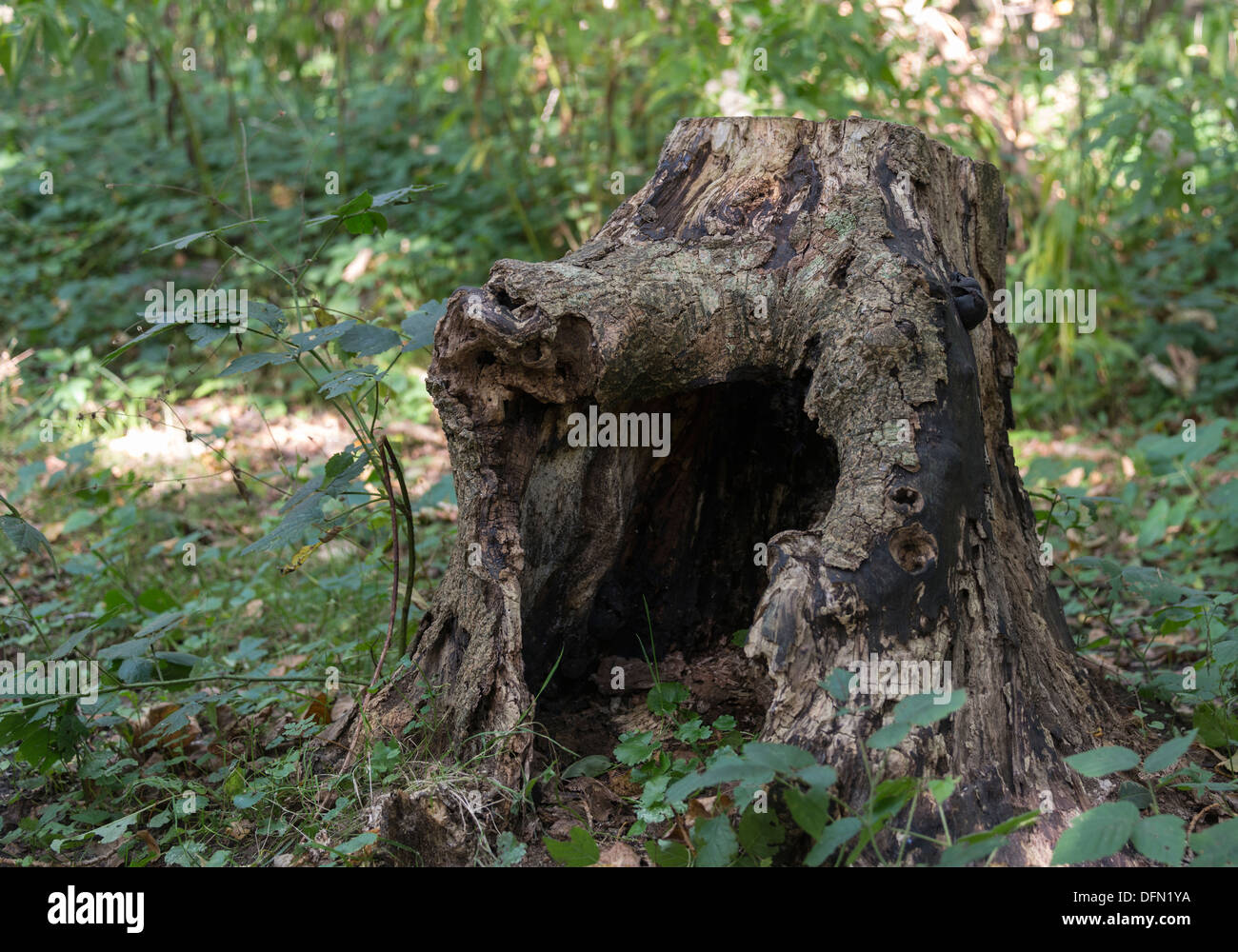 Дерево с большим дуплом. Дерево с дуплом. Человек в дупле. Дупло в сосне. Дупло корень.