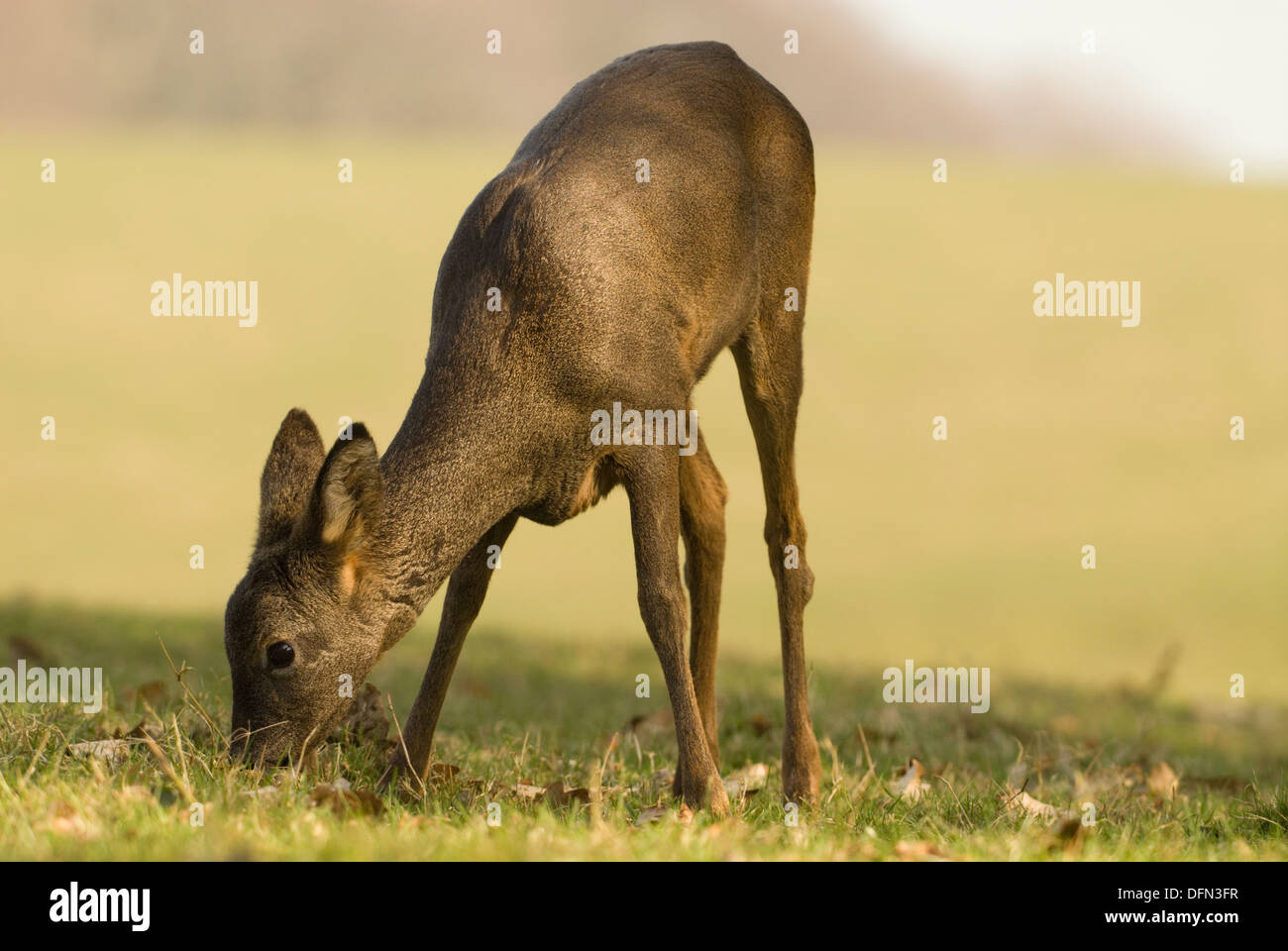 Roe deer scotland spring hi-res stock photography and images - Alamy