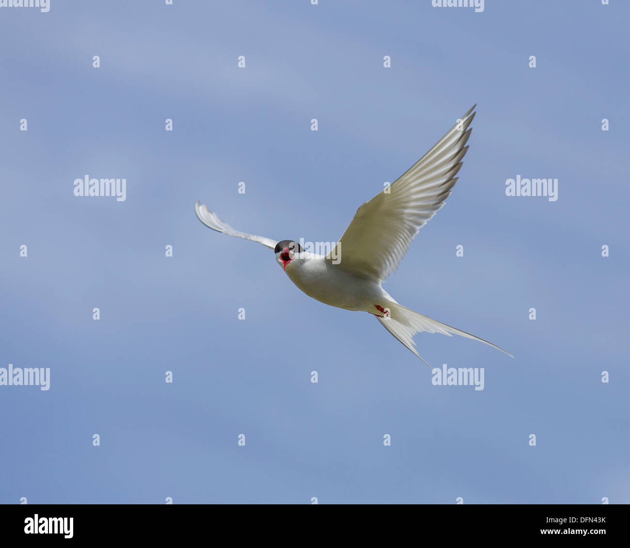 Arctic Tern in Flight, Iceland Stock Photo