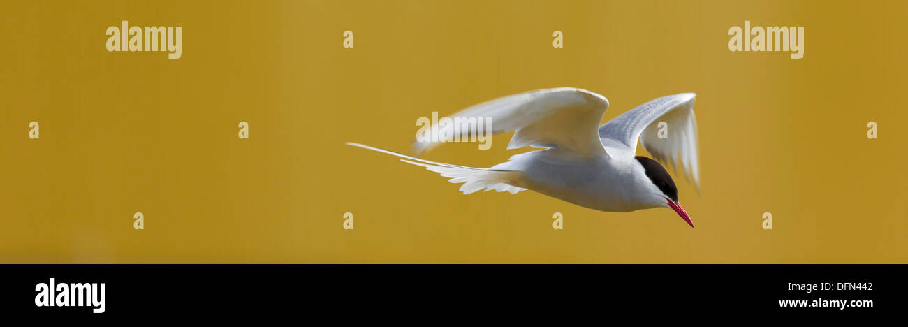 Arctic Tern in Flight, Iceland Stock Photo