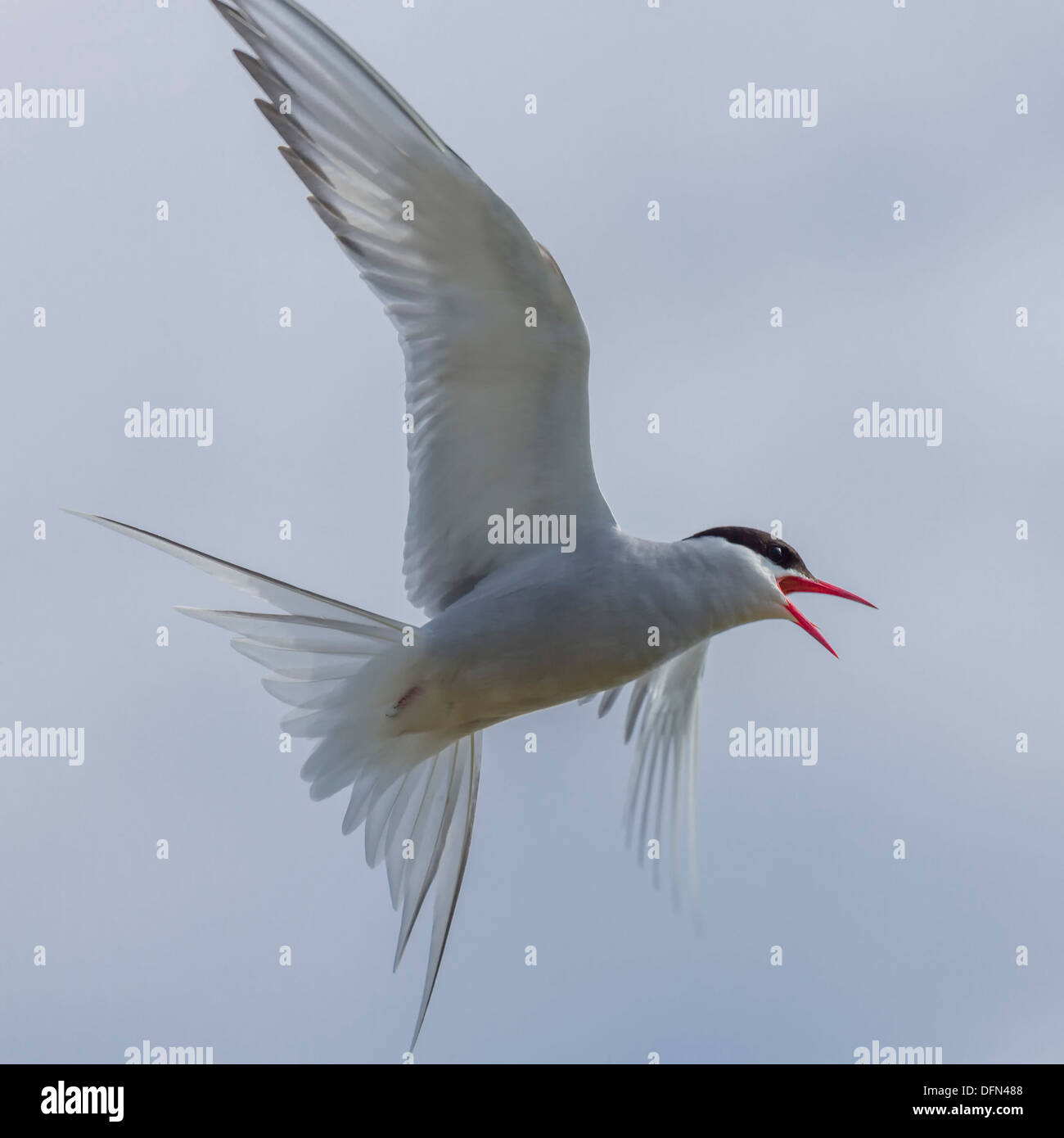 Arctic Tern in Flight, Iceland Stock Photo