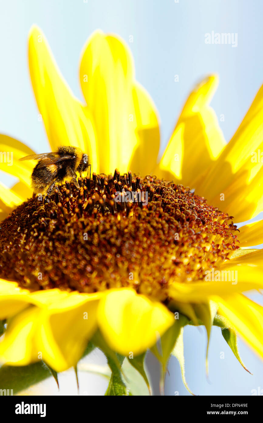 Bumble bee on sunflower closeup Stock Photo