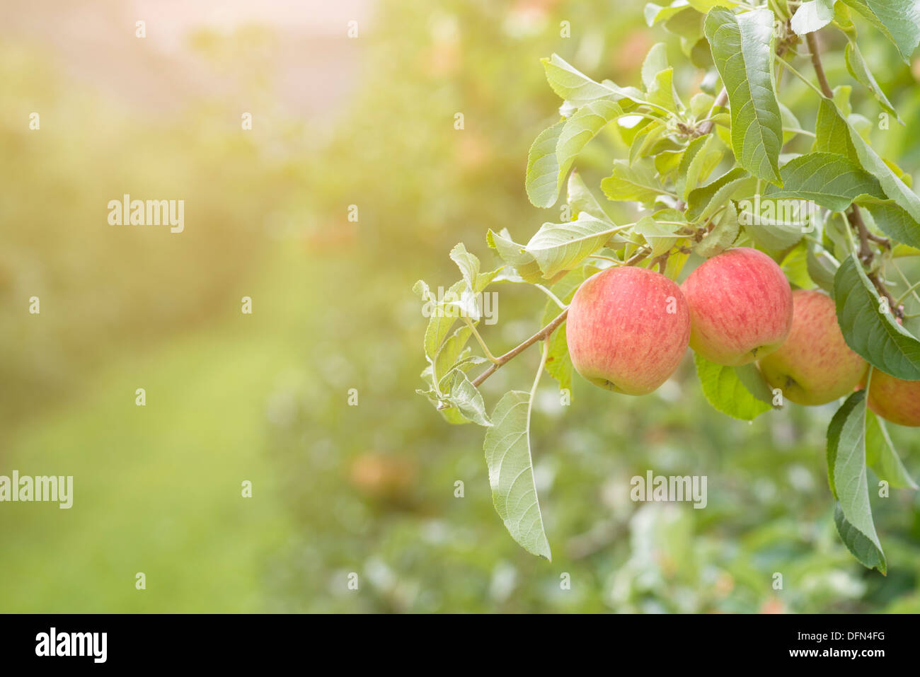 Red Apples On Tree In Apple Orchard Stock Photo - Alamy