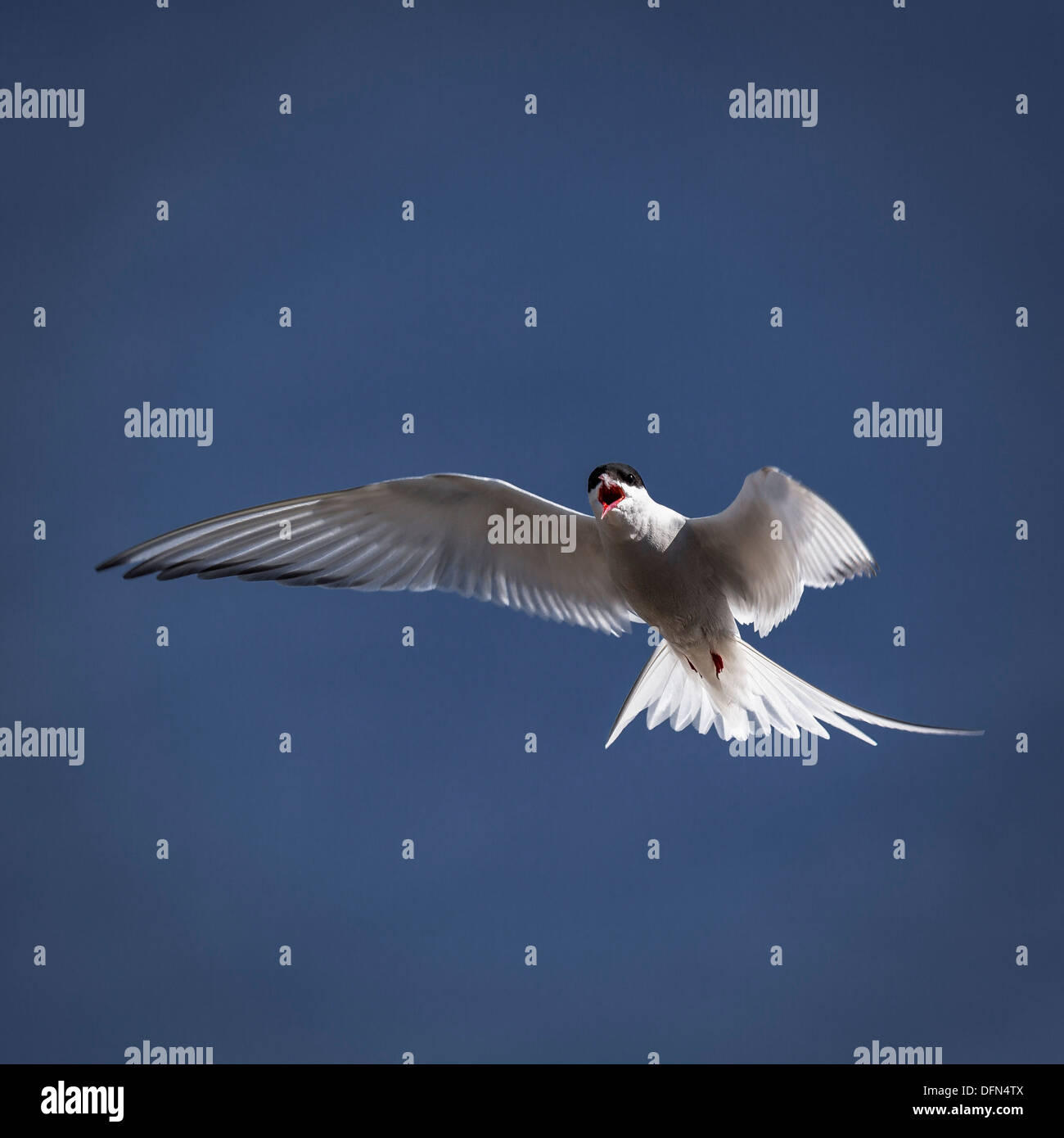 Arctic Tern in Flight, Iceland Stock Photo