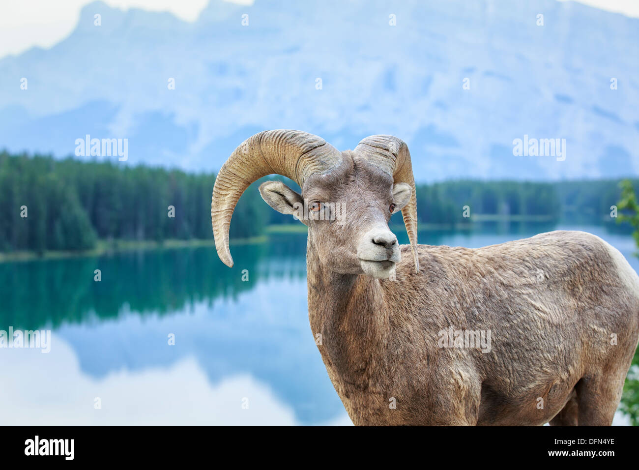 Bighorn sheep (Ovis canadensis), Banff National Park, Alberta, Canada Stock Photo