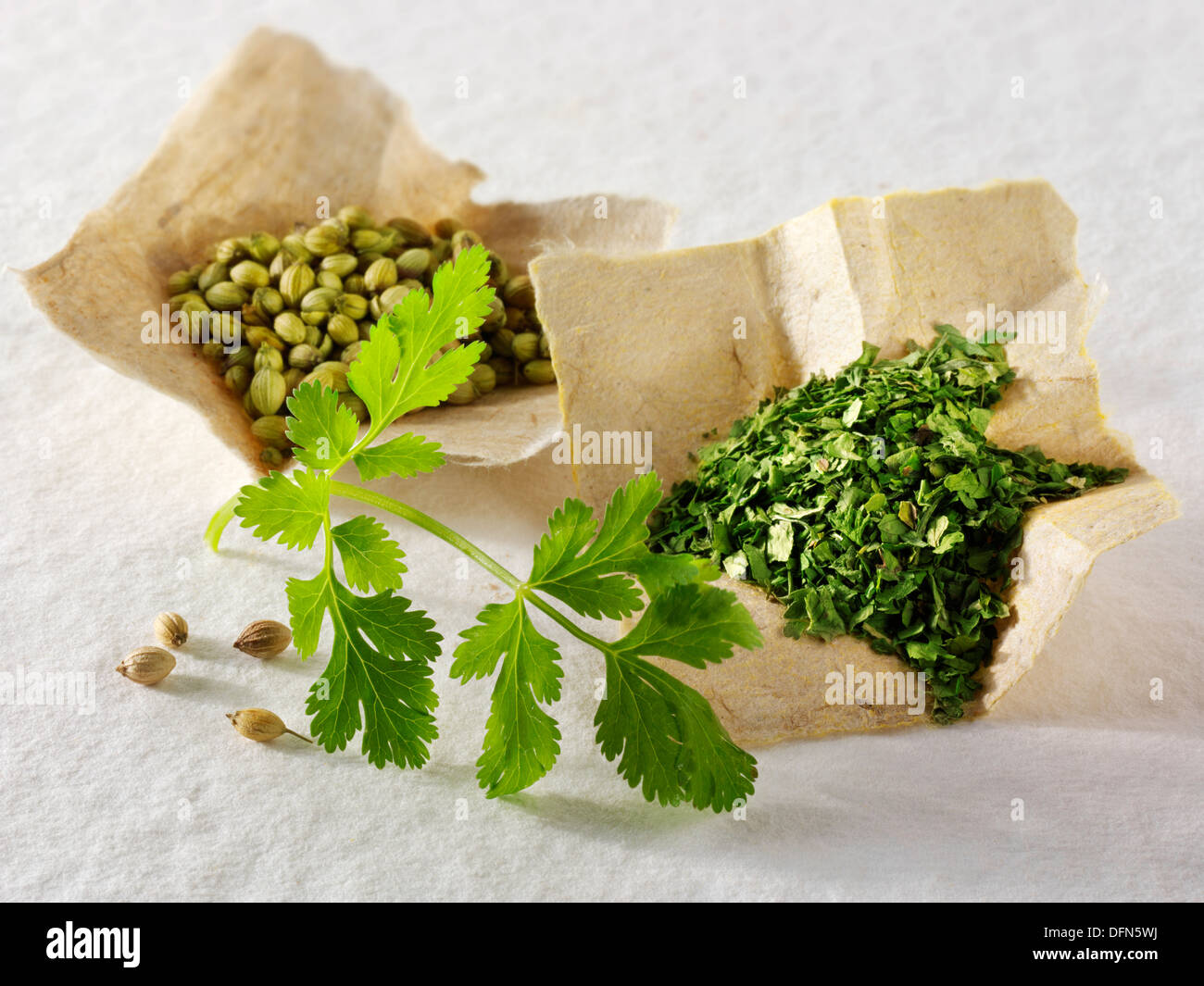 corinader leaves herb & ground corinader spice Stock Photo