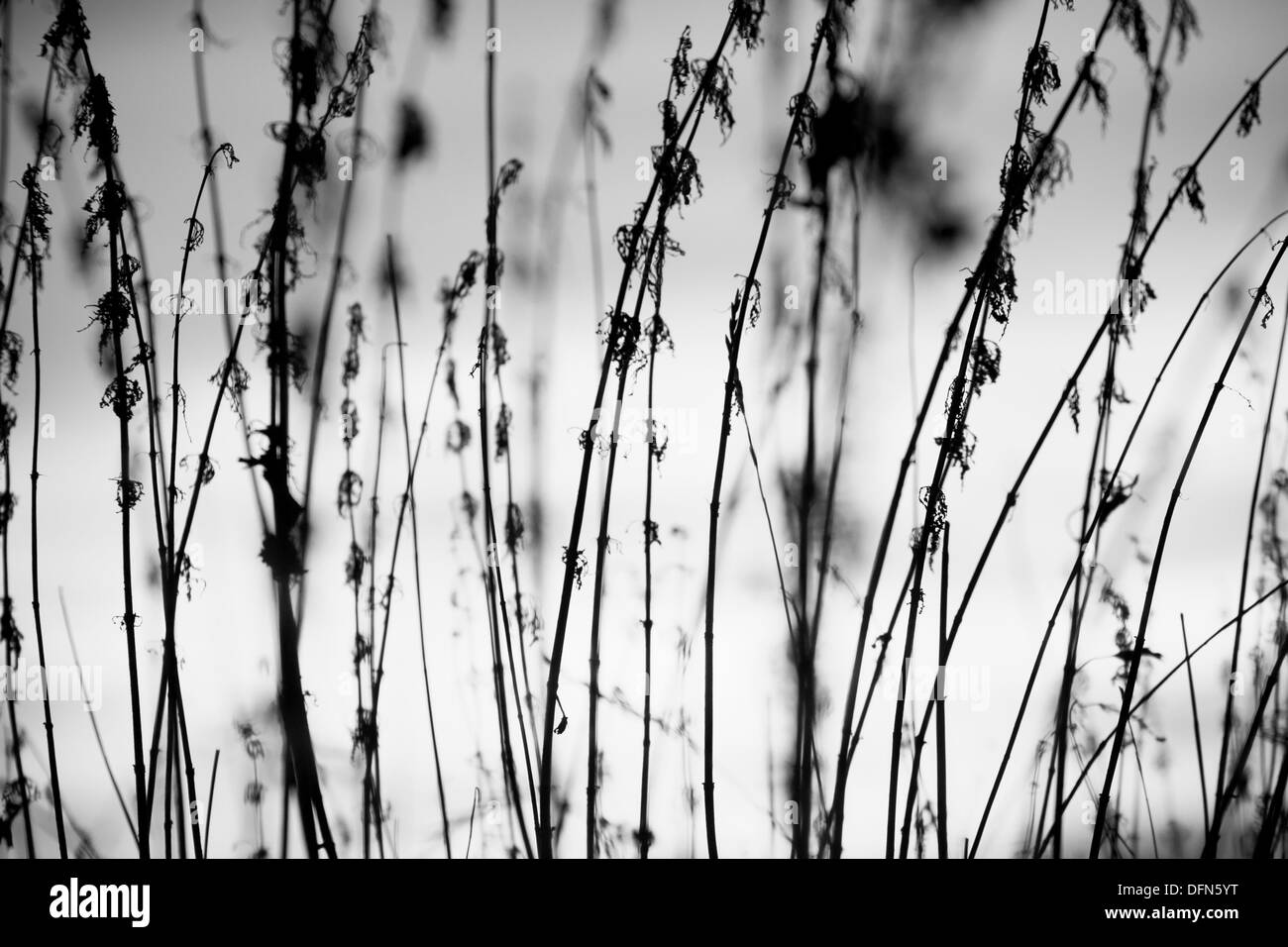 Rural grass on meadow and sunset sky - black and white Stock Photo - Alamy